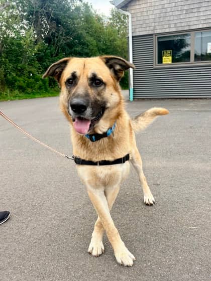 Shadow- Foster to Adopt - German Shepherd/Mix available for adoption