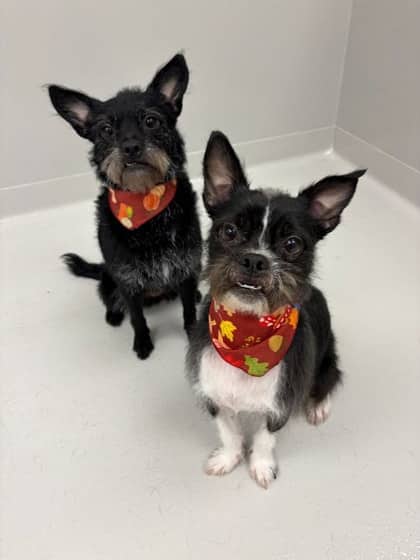 Luna & Norman - Bonded Duo/FTA - Terrier/Mix available for adoption