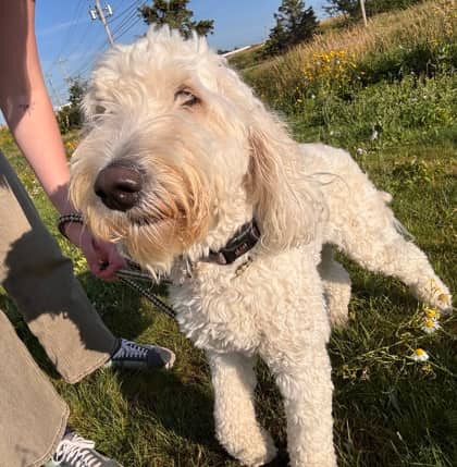 Maggie - Only Pet in Home - Poodle, Standard/Australian Shepherd available for adoption at PEI Humane Society in Charlottetown