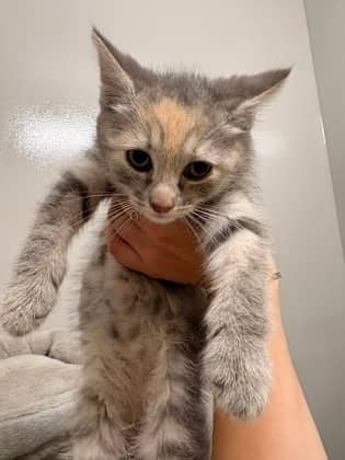Ladle - Foster to Adopt - Domestic Shorthair/Mix available for adoption