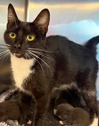 Tux - Domestic Shorthair/Mix available for adoption