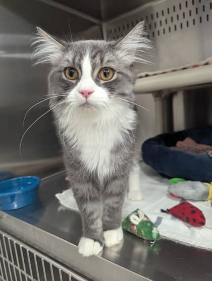 Ernie - Domestic Medium Hair/Mix cat available for adoption at PEI Humane Society in Charlottetown