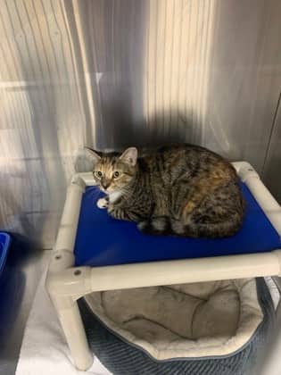 Shiloh - Foster to Adopt - Domestic Shorthair/Mix available for adoption