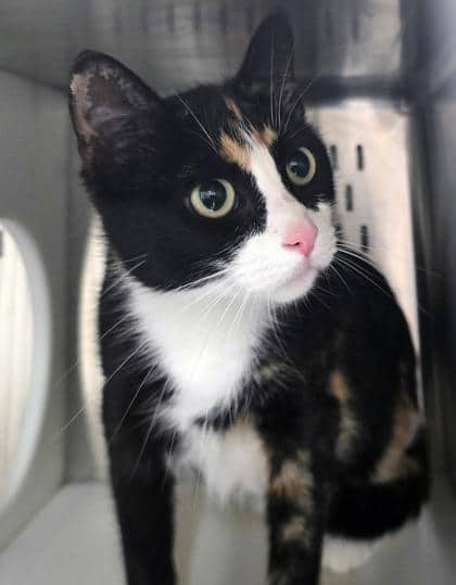 Ruby - Foster to Adopt - Domestic Shorthair/Mix cat available for adoption at PEI Humane Society in Charlottetown