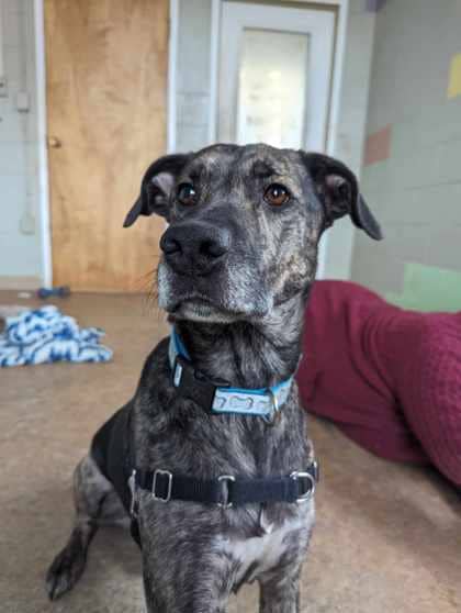 Waylen - Special Diet/Only Pet - German Shepherd/Mix available for adoption