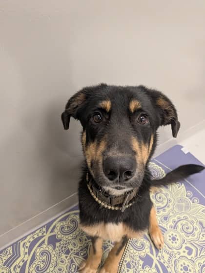 Ralphie - Foster to Adopt - Anatolian Shepherd/Siberian Husky available for adoption at PEI Humane Society in Charlottetown