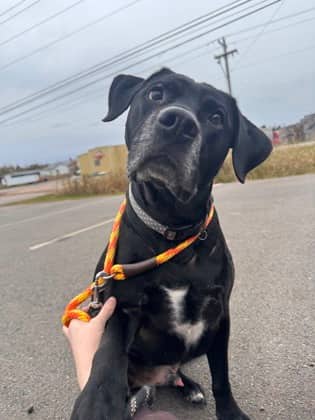 Zito - Retriever, Labrador/Terrier, Pit Bull available for adoption