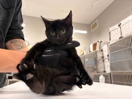 Wittle - Foster to Adopt - Domestic Shorthair/Mix available for adoption