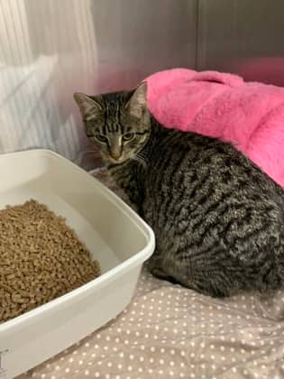 Quinoa - Foster to Adopt - Domestic Shorthair/Mix cat available for adoption at PEI Humane Society in Charlottetown