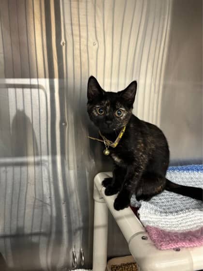 Pico - Foster To Adopt - Domestic Shorthair/Mix available for adoption