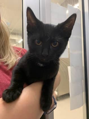 Dyson - Domestic Shorthair/Mix available for adoption