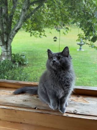 Dusty @ PetSmart - Domestic Shorthair/Mix available for adoption