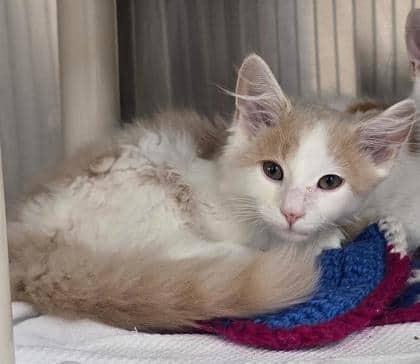 Churro - SPIRIT KITTEN - Domestic Longhair/Mix available for adoption