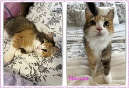 Marcie - Domestic Longhair/Mix available for adoption