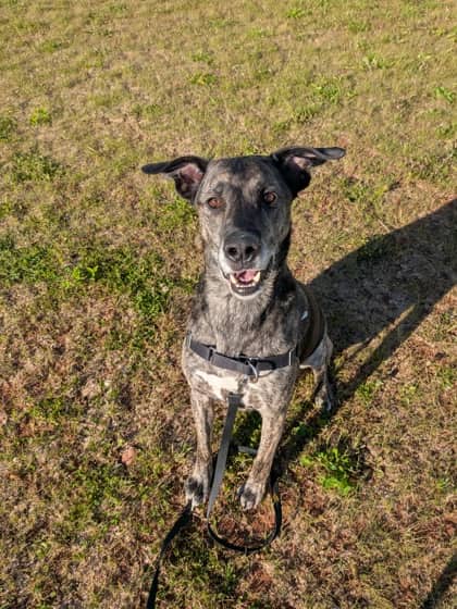 Waylen - Special Diet/Only Pet - German Shepherd/Mix available for adoption
