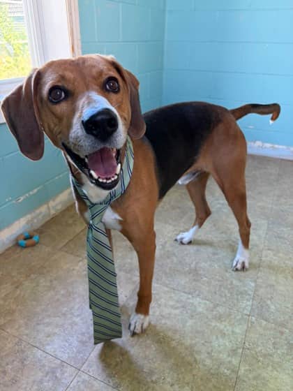 Happy - Only Pet in Home - FTA - Foxhound, English/Mix available for adoption