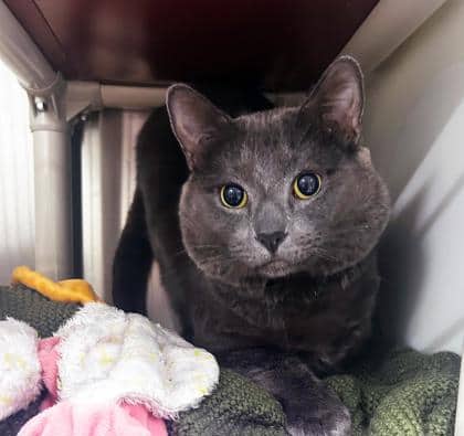 Wally - Domestic Shorthair/Mix cat available for adoption at PEI Humane Society in Charlottetown