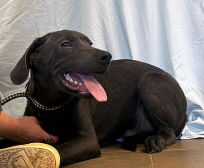 Patrick - Retriever, Labrador/Mix available for adoption at PEI Humane Society in Charlottetown