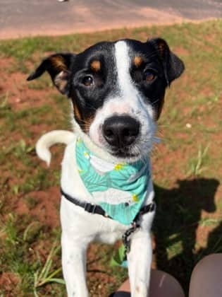 Odie - Foster To Adopt - Terrier, Jack Russell/American Blue Heeler available for adoption