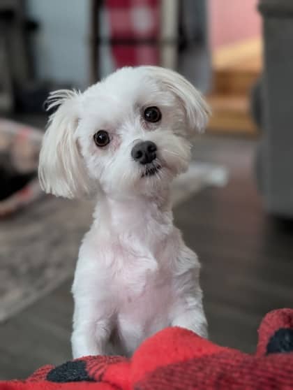 Mazie - Only Pet in Home - Maltese/Mix available for adoption at PEI Humane Society in Charlottetown