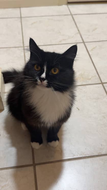 Cleo - Spirit Cat - In Foster Care - Domestic Medium Hair/Mix available for adoption