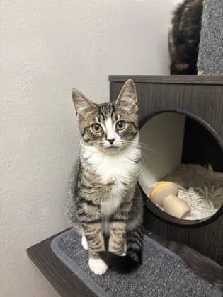 Bissell - Foster to Adopt - Domestic Shorthair/Mix available for adoption