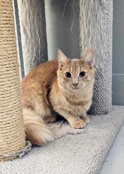 Sorrel - Domestic Longhair/Mix cat available for adoption at PEI Humane Society in Charlottetown