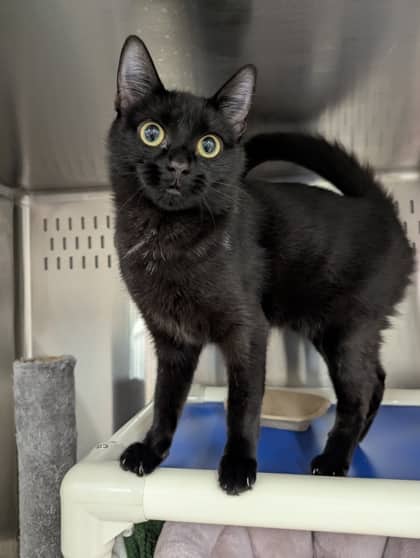 Great Value - Foster to Adopt - Domestic Shorthair/Mix available for adoption