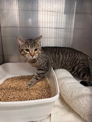 Curious George - Only Cat in Home - Domestic Shorthair/Mix cat available for adoption at PEI Humane Society in Charlottetown