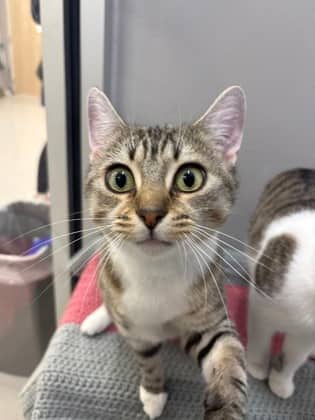 Muffin - Foster to Adopt - Domestic Shorthair/Mix available for adoption