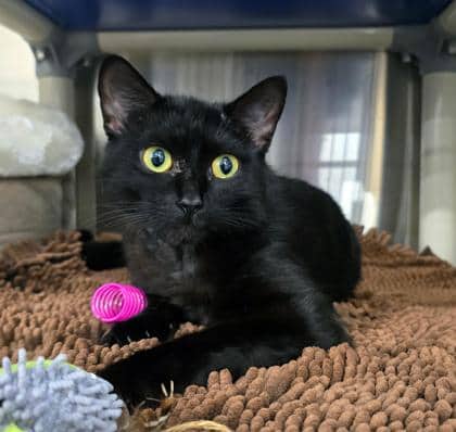Morticia - Medical - Domestic Shorthair/Mix available for adoption