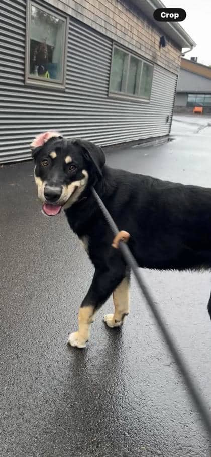 Goku - Foster to Adopt - Retriever, Labrador/Siberian Husky available for adoption at PEI Humane Society in Charlottetown