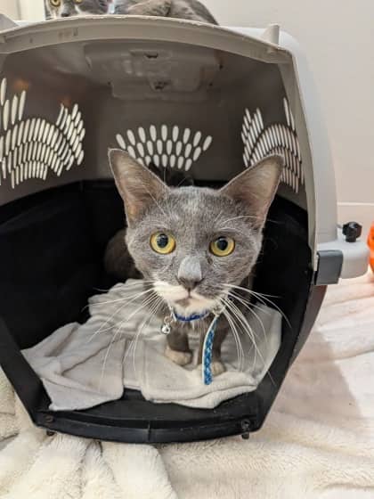 Lilo - Domestic Shorthair/Mix cat available for adoption at PEI Humane Society in Charlottetown