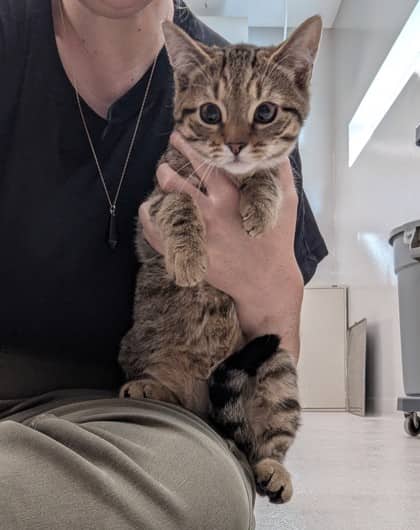 Slimer - Domestic Shorthair/Mix cat available for adoption at PEI Humane Society in Charlottetown