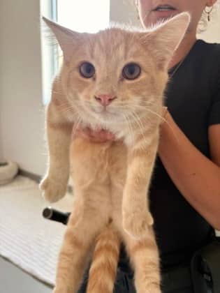 Marigold - Domestic Shorthair/Mix cat available for adoption at PEI Humane Society in Charlottetown