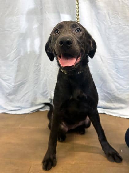 Sandy - Foster to Adopt - Retriever, Labrador/Mix available for adoption
