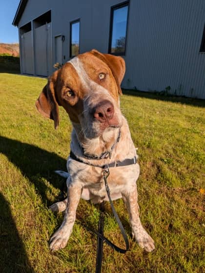 Copper - Foster to Adopt - Coonhound, American English/Retriever, Labrador available for adoption