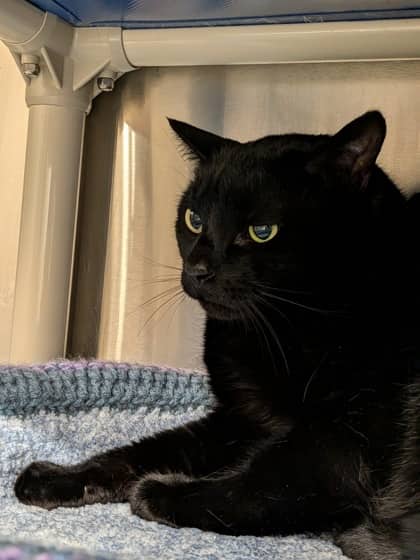 Kiro - Spirit Cat - Domestic Shorthair/Mix cat available for adoption at PEI Humane Society in Charlottetown