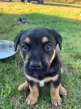 Jaq - Foster to Adopt - Shepherd/Mix available for adoption at PEI Humane Society in Charlottetown