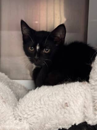 Eggo - Domestic Shorthair/Mix available for adoption