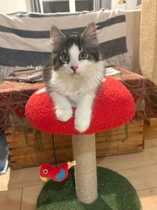 Sparky - Foster to Adopt - Domestic Shorthair/Mix cat available for adoption at PEI Humane Society in Charlottetown
