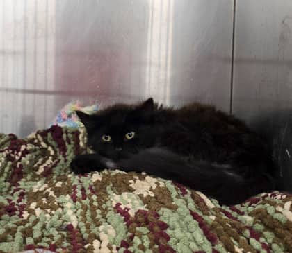 Ouija - Foster to Adopt - Domestic Longhair/Mix cat available for adoption at PEI Humane Society in Charlottetown