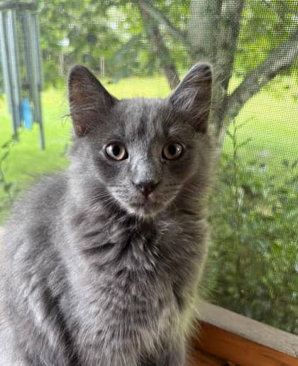 Earl Grey @ PetSmart - Domestic Longhair/Mix available for adoption