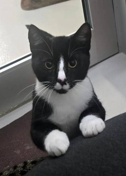 Volt - Domestic Shorthair/Mix available for adoption