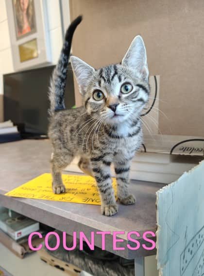 Countess - Domestic Shorthair/Mix available for adoption