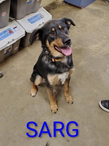 Sarg - Shepherd/Retriever, Labrador available for adoption