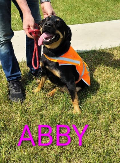 Abby - Rottweiler/Mix available for adoption