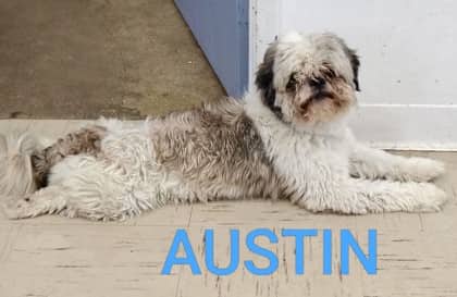 Austin - Terrier/Mix available for adoption at Yorkton SPCA in Yorkton