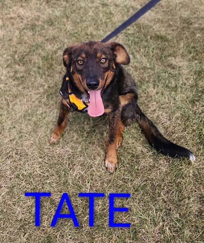 Tate - Shepherd/Mix available for adoption at Yorkton SPCA in Yorkton