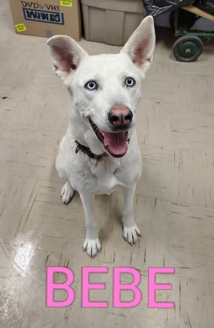 Bebe - Siberian Husky/Great Pyrenees available for adoption at Yorkton SPCA in Yorkton